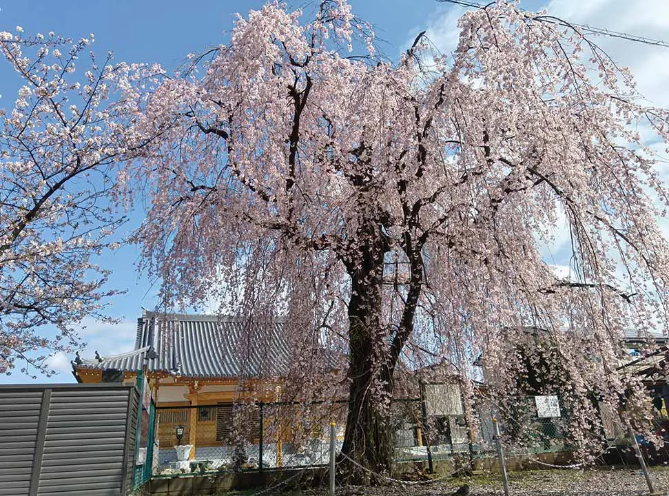 林鐘寺 永代供養付墓「いとざくら」