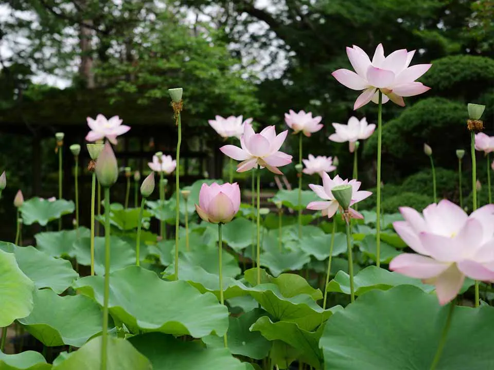 長昌寺 清蓮の苑 境内の蓮