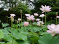 長昌寺 清蓮の苑 境内の蓮