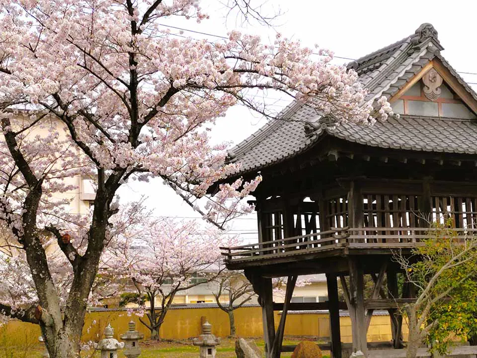 遍照院　永代供養墓・樹木葬「阿字廟」 春には桜が見頃を迎えます