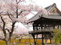 遍照院　永代供養墓・樹木葬「阿字廟」 自然豊かな境内で四季折々の草花も楽しめます