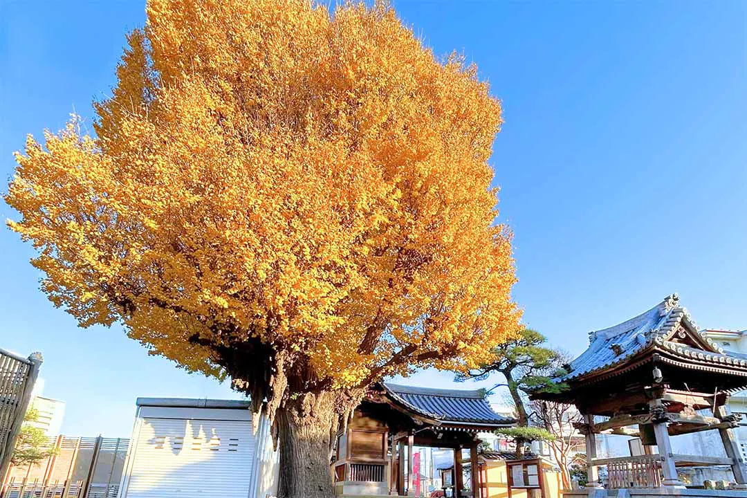 習志野市・津田沼霊園