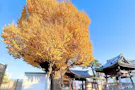 習志野市・津田沼霊園 イチョウ