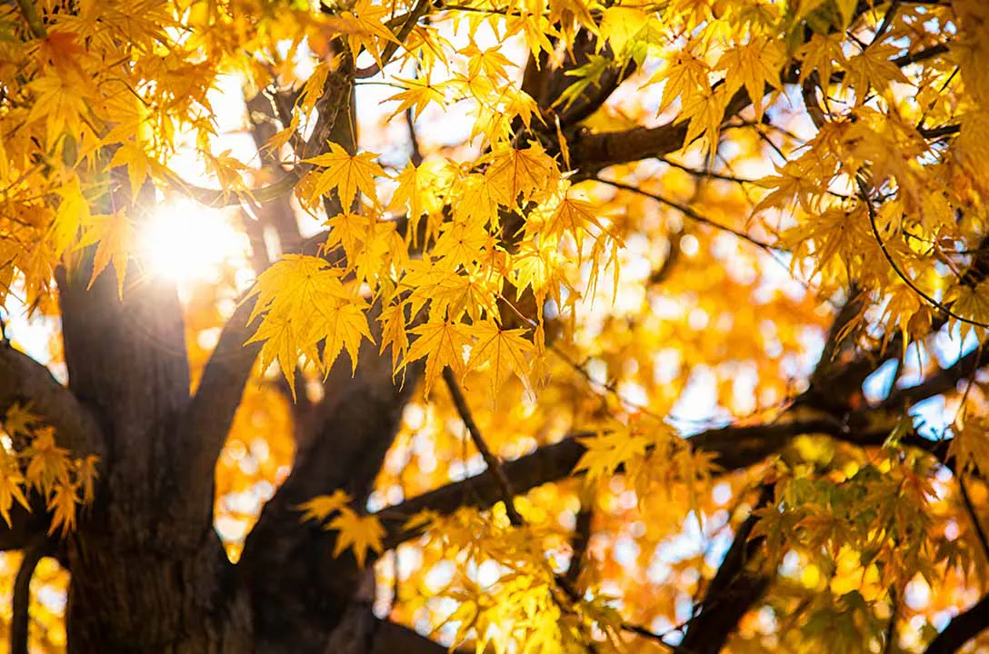 島田霊園　林入寺 紅葉