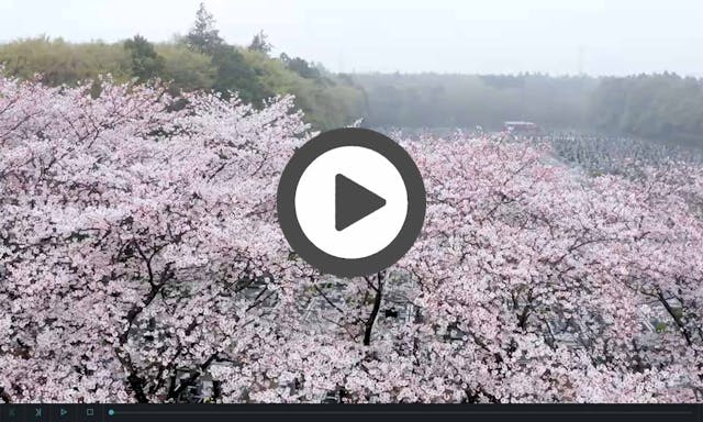 船橋 昭和浄苑 樹木葬