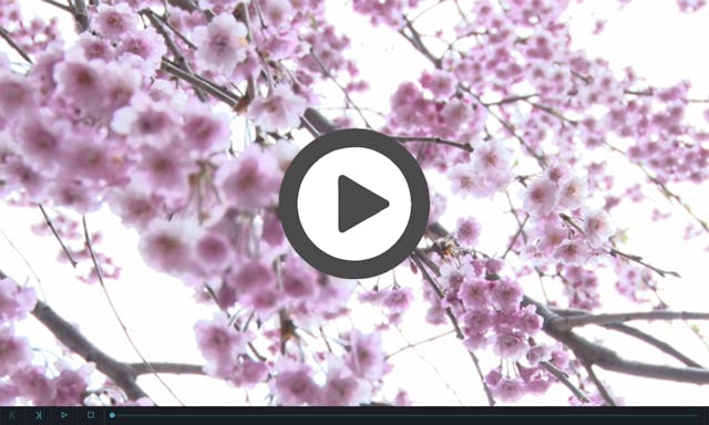 宮の森 大乗院 薬王寺