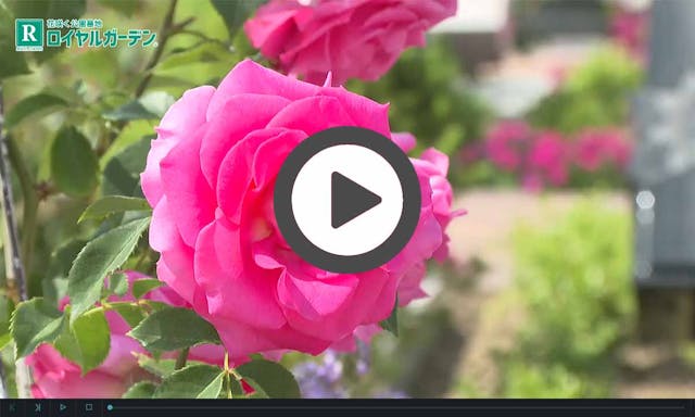 ロイヤルガーデン長野