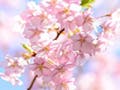 桜が綺麗な霊園特集