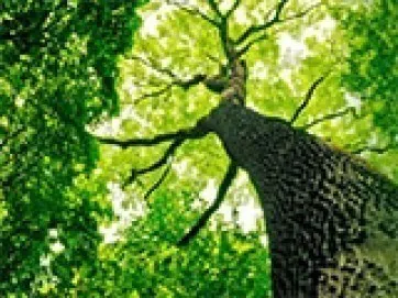 自然に還る樹木葬特集
