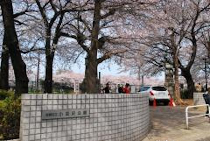 すぐ隣の小豆沢公園。取材時は満開の桜で、付近の人たちの憩いの場となっていた