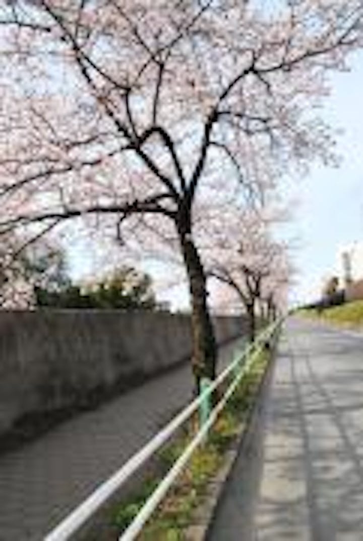 取材時は桜の季節だったため、川沿いの桜も満開