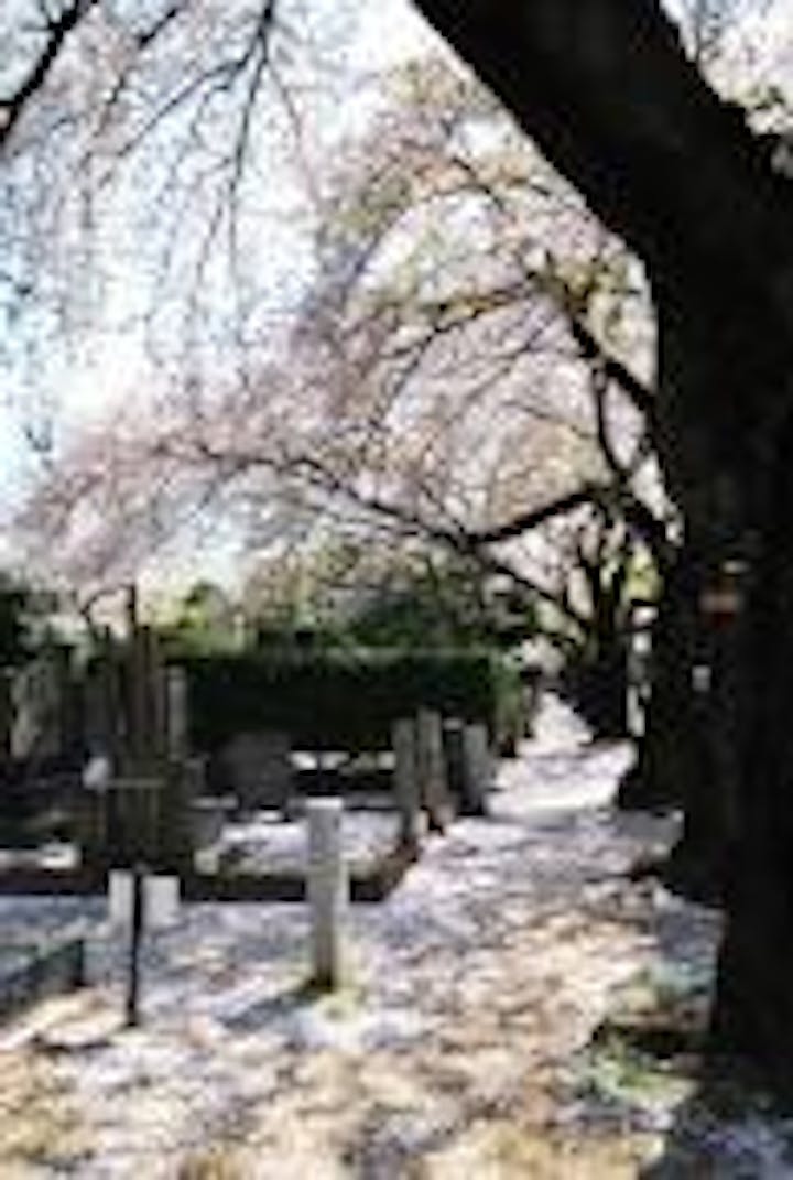 霊園内では、幸田露伴の小説で有名な谷中天王寺の五重塔跡など３箇所が東京都の文化財に指定されている