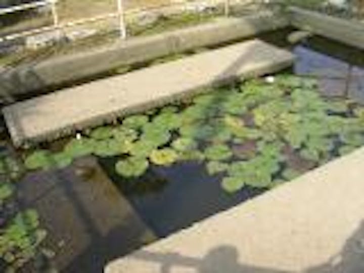 蓮の花が浮かぶ池