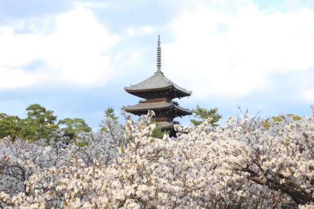真言宗御室派総本山 仁和寺の御室桜